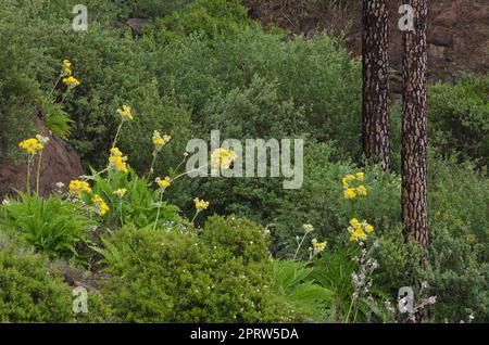 Arbustes dans une forêt de pins de l'île des Canaries. Banque D'Images