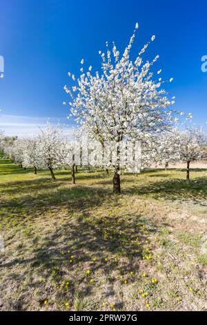 Verger à fleurs près de Cejkovice, Moravie du Sud, République tchèque Banque D'Images