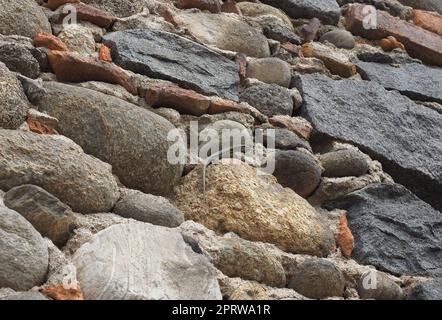 Lézard nom scientifique Lacertilia de reptiles de classe animale sur un mur de pierre Banque D'Images