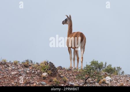 Un guanaco, Lama guanicoe, montre debout pour le troupeau dans le parc national de la Sierra de Las Quijadas, Argentine. Banque D'Images