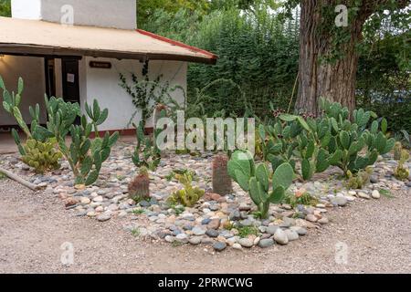 Un jardin de cactus sur la Finca Los Alamos, site du labyrinthe de Borges ou du labyrinthe Borges, San Rafael, Argentine. Banque D'Images