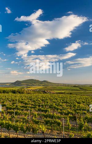 Vignobles printaniers sous Palava près de Sonberk, Moravie du Sud, République tchèque Banque D'Images