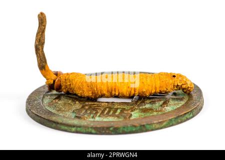 un champignon de chenille sur une pièce de monnaie chinoise antique Banque D'Images