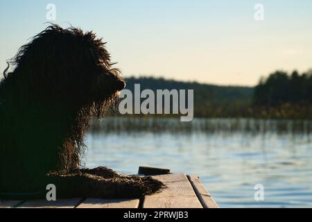 Goldendoodle chien allongé sur une jetée et regardant un lac en Suède. Photo d'animal Banque D'Images