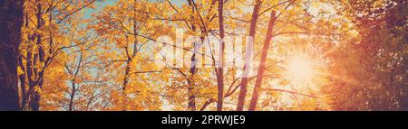 Vue panoramique sur les arbres dans le parc automnal au coucher du soleil. Banque D'Images