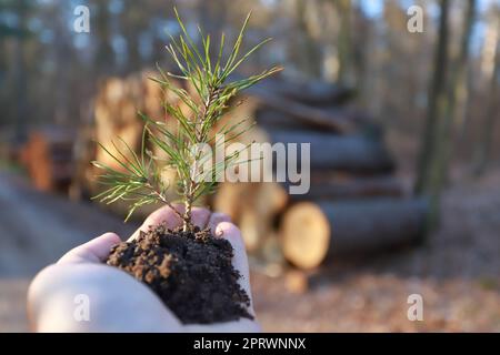 plantation d'une forêt et concept de reboisement - les mains tenant la plantule de pin. bannière espace de copie Banque D'Images