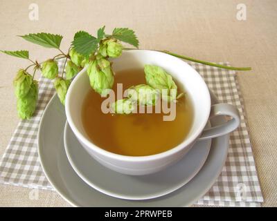 Thé au houblon, tisane aux fleurs de houblon Banque D'Images