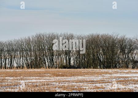 Hiver - campagne au Danemark. Paysage d'hiver par jour ensoleillé avec ciel bleu. Banque D'Images