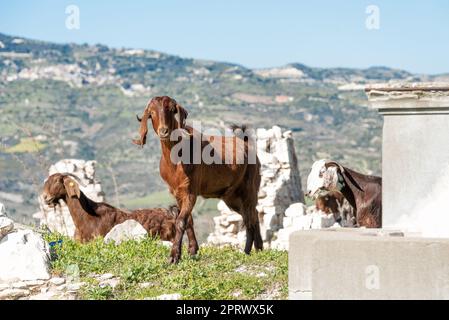 Pâturage des chèvres dans le village abandonné de Maronas. District de Paphos, Chypre Banque D'Images