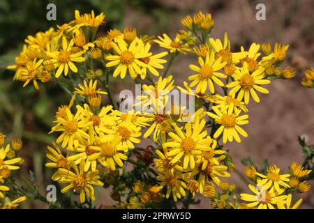 Fleurs de ragwort jaunes en gros plan Banque D'Images