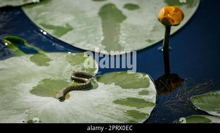 Un serpent de dés dans la nature Banque D'Images