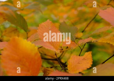 des feuilles rouges et vertes colorées sur l'arbre en automne Banque D'Images