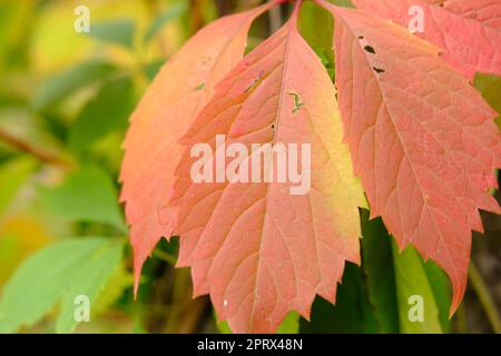 feuilles rouges en automne de raisin sauvage Banque D'Images