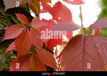 feuilles rouges en automne de raisin sauvage Banque D'Images