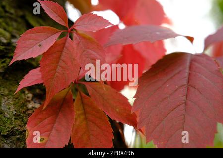 feuilles rouges en automne de raisin sauvage Banque D'Images