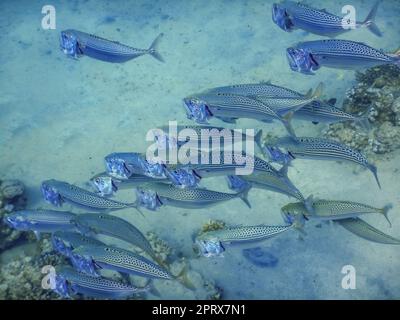vue détaillée des poissons de maquereau à grande bouche Banque D'Images