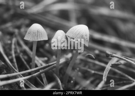 Un groupe de petits champignons en filigrane, pris en noir et blanc, sur le sol de la forêt en lumière douce. Photo macro de la nature Banque D'Images