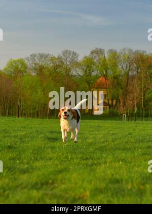 Beagle courant dans la prairie. Chien espiègle à l'extérieur. Le concept de la vitalité et de la santé des chiens. Entraînement et agilité pour chiens. Forêt en arrière-plan. Banque D'Images