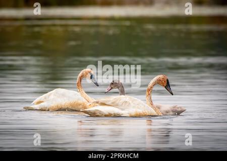 J'ai photographié cette famille de Cygnes trompettes (Cygnus buccinator) au refuge national de la faune de Seney, dans la péninsule supérieure du Michigan. Banque D'Images