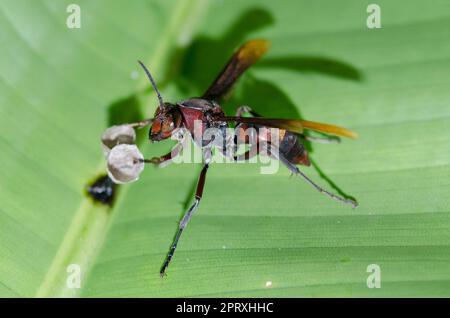 Paper Wasp, Polistes sp, commençant à construire un nouveau nid, Klungkung, Bali, Indonésie Banque D'Images