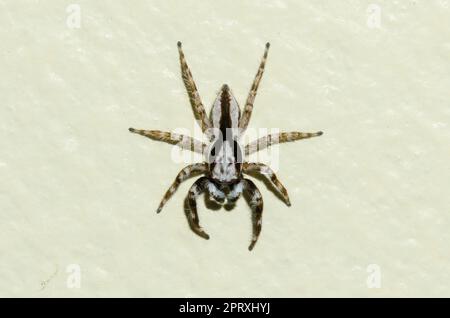 Araignée sauteuse murale grise mâle, Menemerus bivittatus, Klungkung, Bali, Indonésie Banque D'Images