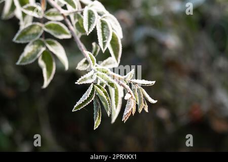 Premier gel d'automne. Branche partiellement floue de rosier, recouverte de gel blanc. Gel du matin, feuilles de plantes vertes congelées. Début de l'hiver, nature Banque D'Images