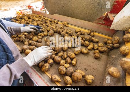 Tri, traitement et emballage des pommes de terre en usine Banque D'Images