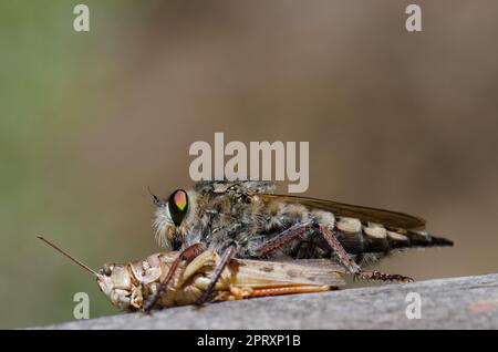 La mouche à mouches Promaque latitarsatus se nourrissant d'un acridien marocain Dociostaurus maroccanus. Inagua. Tejeda. Grande Canarie. Îles Canaries. Espagne. Banque D'Images