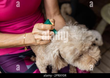 Gros plan de la personne appliquant des tiques, des poux et des acariens contrôlent la médecine sur le chien d'animal de compagnie de Candle Banque D'Images