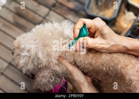 Gros plan de la personne appliquant des tiques, des poux et des acariens contrôlent la médecine sur le chien d'animal de compagnie de Candle Banque D'Images