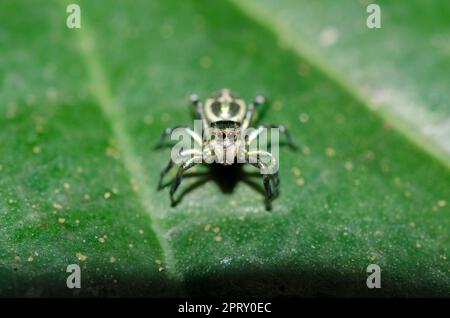 Araignée sauteuse, Cosmophasis sp, sur la feuille, Klungkung, Bali, Indonésie Banque D'Images