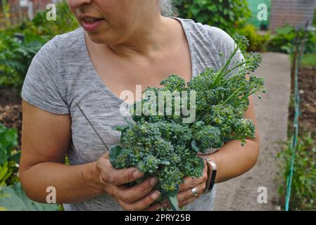 Femme à l'allotement tenant le brocoli fraîchement cueilli de tendresse Banque D'Images