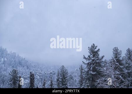 Forêt de taïga d'hiver sous de fortes neiges sur la rive du lac Teletskoe. Artybash, Altaï Banque D'Images