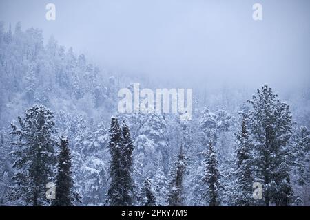 Forêt de taïga d'hiver sous de fortes neiges sur la rive du lac Teletskoe. Artybash, Altaï Banque D'Images