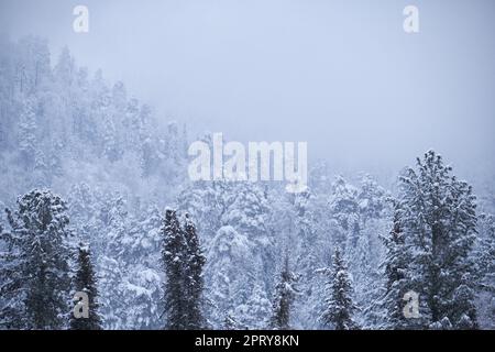 Forêt de taïga d'hiver sous de fortes neiges sur la rive du lac Teletskoe. Artybash, Altaï Banque D'Images