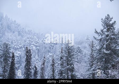 Forêt de taïga d'hiver sous de fortes neiges sur la rive du lac Teletskoe. Artybash, Altaï Banque D'Images