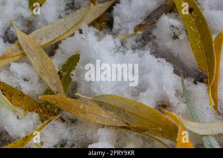 Feuilles jaune-vert du saule, tombées sur la neige. Congelé au début de l'hiver dans une flaque. Magnifique arrière-plan d'hiver. Banque D'Images