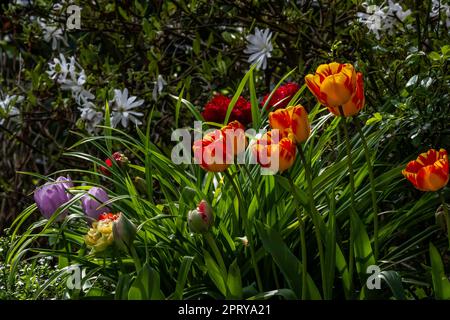 Tulipes dans le jardin, Hambourg, Allemagne Banque D'Images