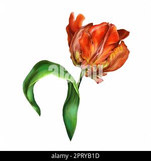 Tulipe rouge avec feuille verte isolée sur fond blanc. Fleur botanique. Illustration aquarelle de la tulipe pour l'arrière-plan. Fête des mères, mariage. Banque D'Images