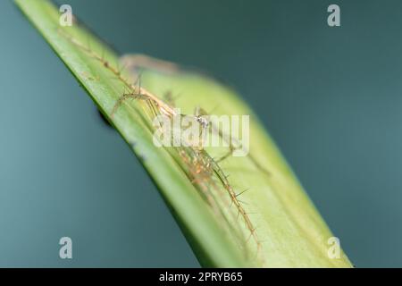 Oxyopes javanus Throll sur les feuilles peut sauter pour attraper la proie. Banque D'Images
