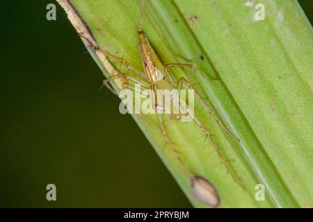 Oxyopes javanus Throll sur les feuilles peut sauter pour attraper la proie. Banque D'Images