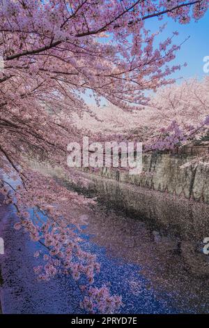 La rivière Meguro et les cerisiers en fleurs. Lieu de tournage: Meguro -ku, Tokyo Banque D'Images