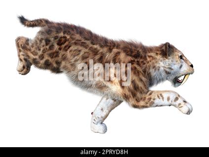 Le rendu 3D d'un tigre sabertooth isolé sur fond blanc Banque D'Images