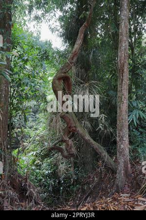 Une grosse vigne ligneuse vrillée à la manière de la vigne Liana, avec les arbres environnants et la région Banque D'Images