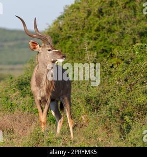 Grand kudu (Tragelaphus strepsiceros), mâle adulte debout dans les épaisches au bord de la route, regardant latéralement, Addo Elephant NP, Eastern Cape, Banque D'Images