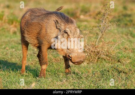 Le pacochon commun (Phacochoerus africanus), se nourrissant de l'herbe, Parc national de l'éléphant d'Addo, Cap oriental, Afrique du Sud, Afrique Banque D'Images