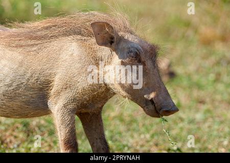 Le pacochon commun (Phacochoerus africanus), jeune animal se nourrissant de l'herbe, Parc national de l'éléphant d'Addo, Cap oriental, Afrique du Sud, Afrique Banque D'Images