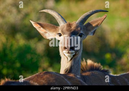 Grand kudu (Tragelaphus strepsiceros), jeune homme, gros plan de la tête, portrait animal, Parc national de l'éléphant d'Addo, Cap oriental, Afrique du Sud, Afrique Banque D'Images