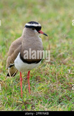 Lapwing couronné (Vanellus coronatus), oiseau adulte reposant sur le sol de la savane, Parc national de l'éléphant d'Addo, Cap oriental, Afrique du Sud, Afrique Banque D'Images