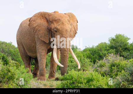 Éléphant d'Afrique du Bush (Loxodonta africana), homme adulte avec de longues défenses et collier radio se nourrissant de l'herbe, parc national d'éléphants d'Addo, Cap oriental, Banque D'Images